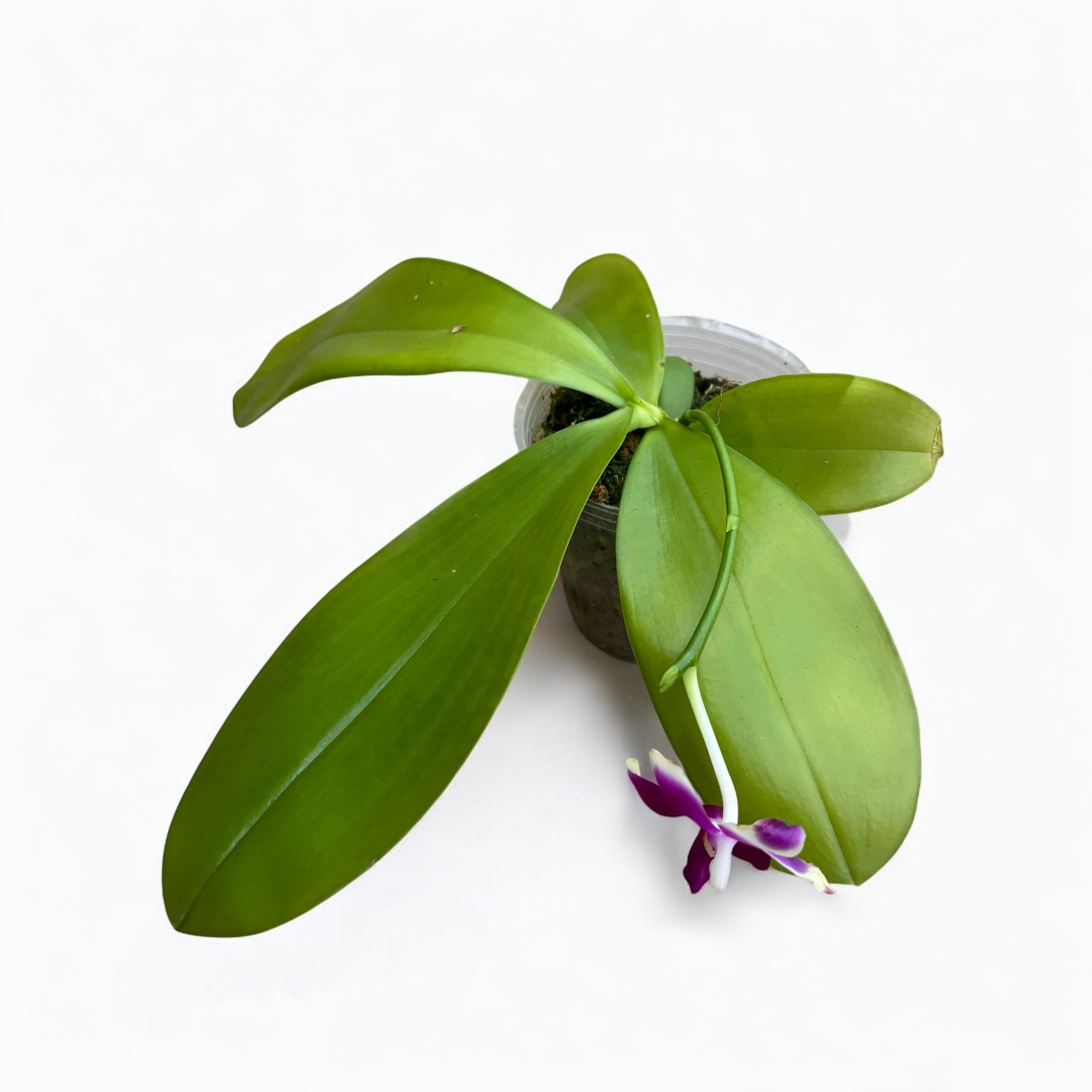 Phalaenopsis Miki Rose Vincent 'Festa'- flori parfumate