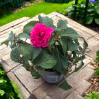 Impatiens Glimmer Double Horúca Ružová (netrpezlivosť domáca s dvojitými ružovými kvetmi)