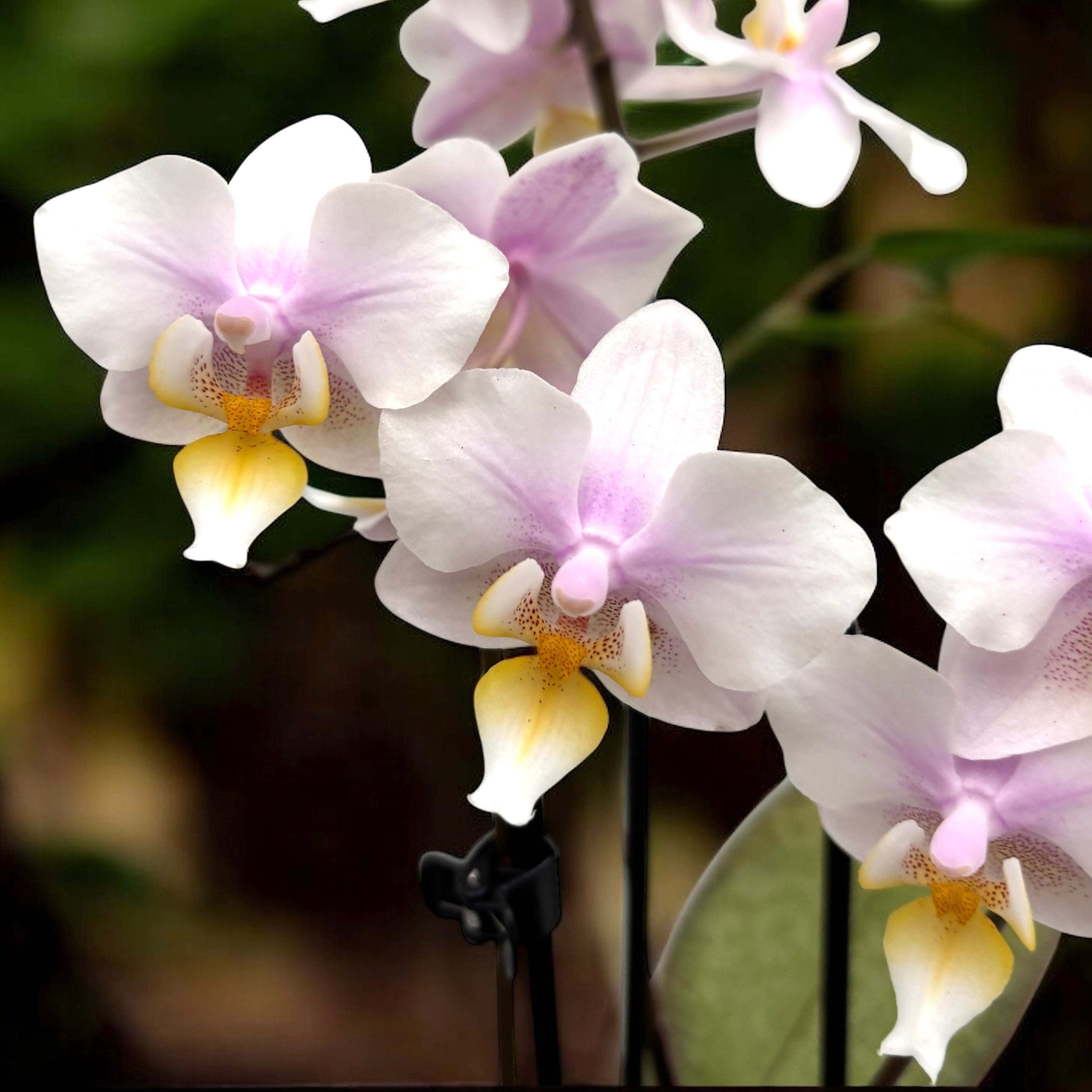 Phalaenopsis San Jose (frunze marmorate)