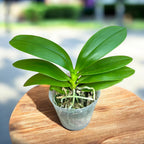 Phalaenopsis Purple Martin var. blue - parfumata