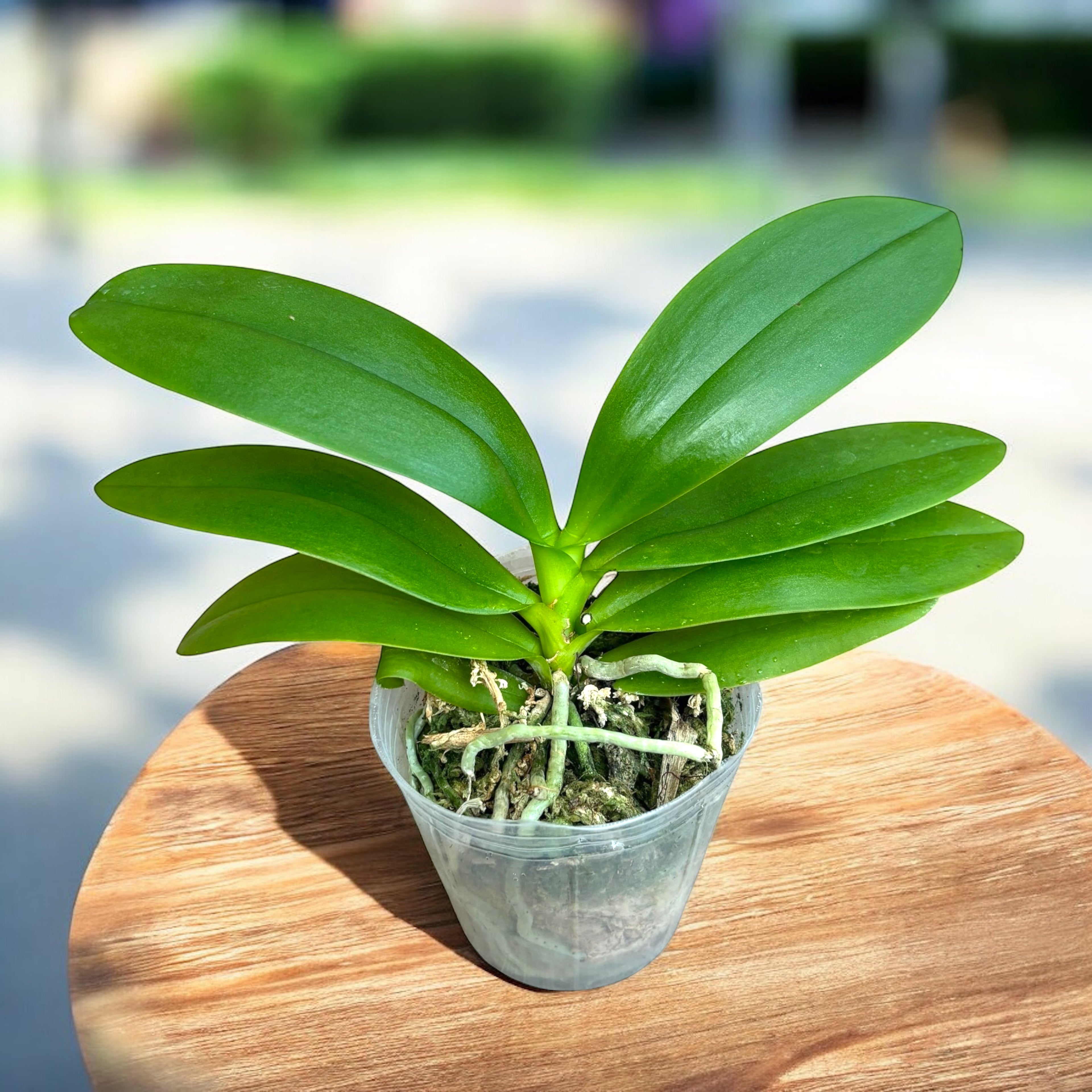 Phalaenopsis Purple Martin var. blue - parfumata