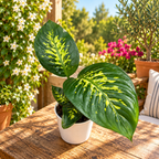 Dieffenbachia seguine 'Tropic Snow' - planta tropicala cu intretinere usoara