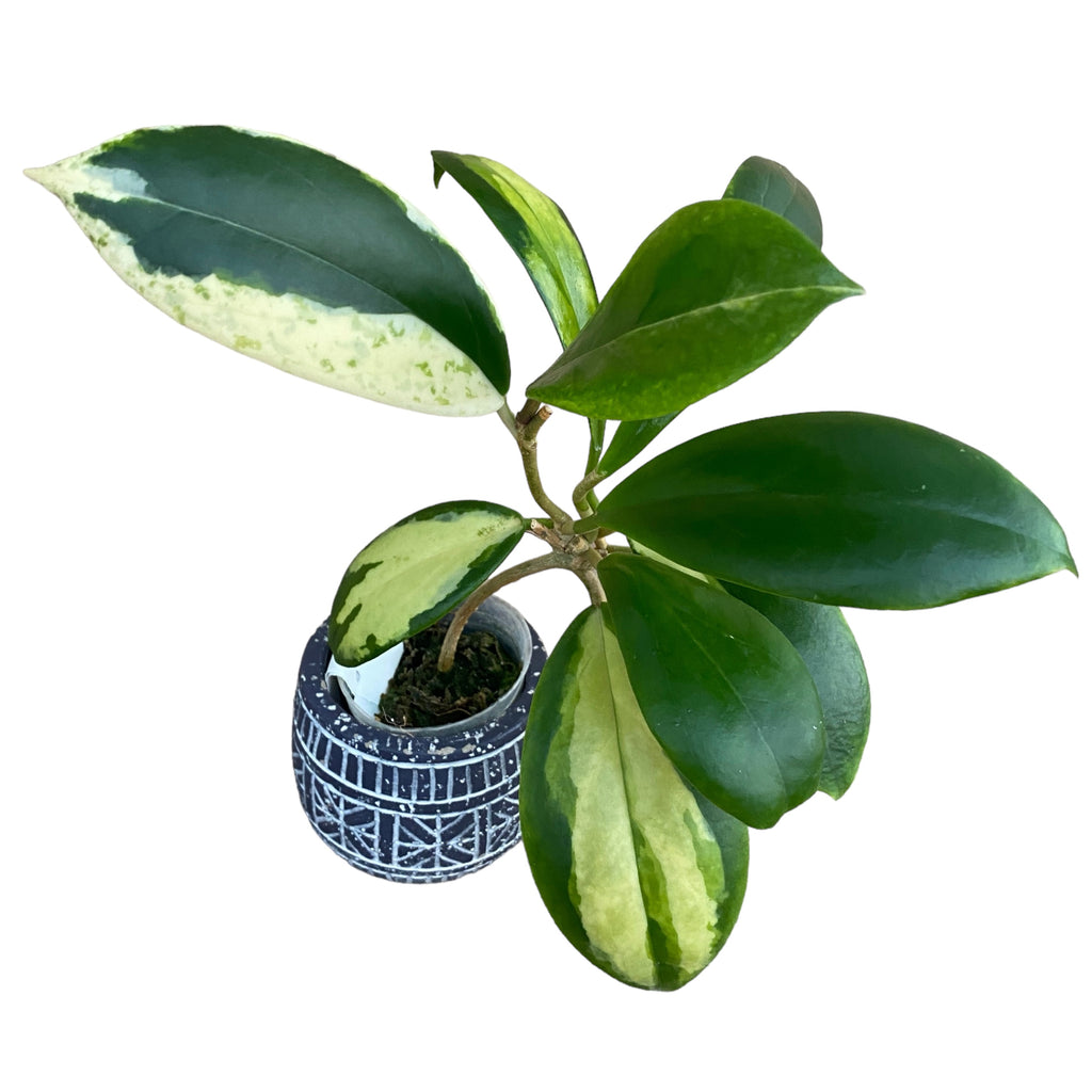 Hoya incrassata 'Variegata' (innere Variegation)