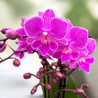 Phalaenopsis Cassion big lip