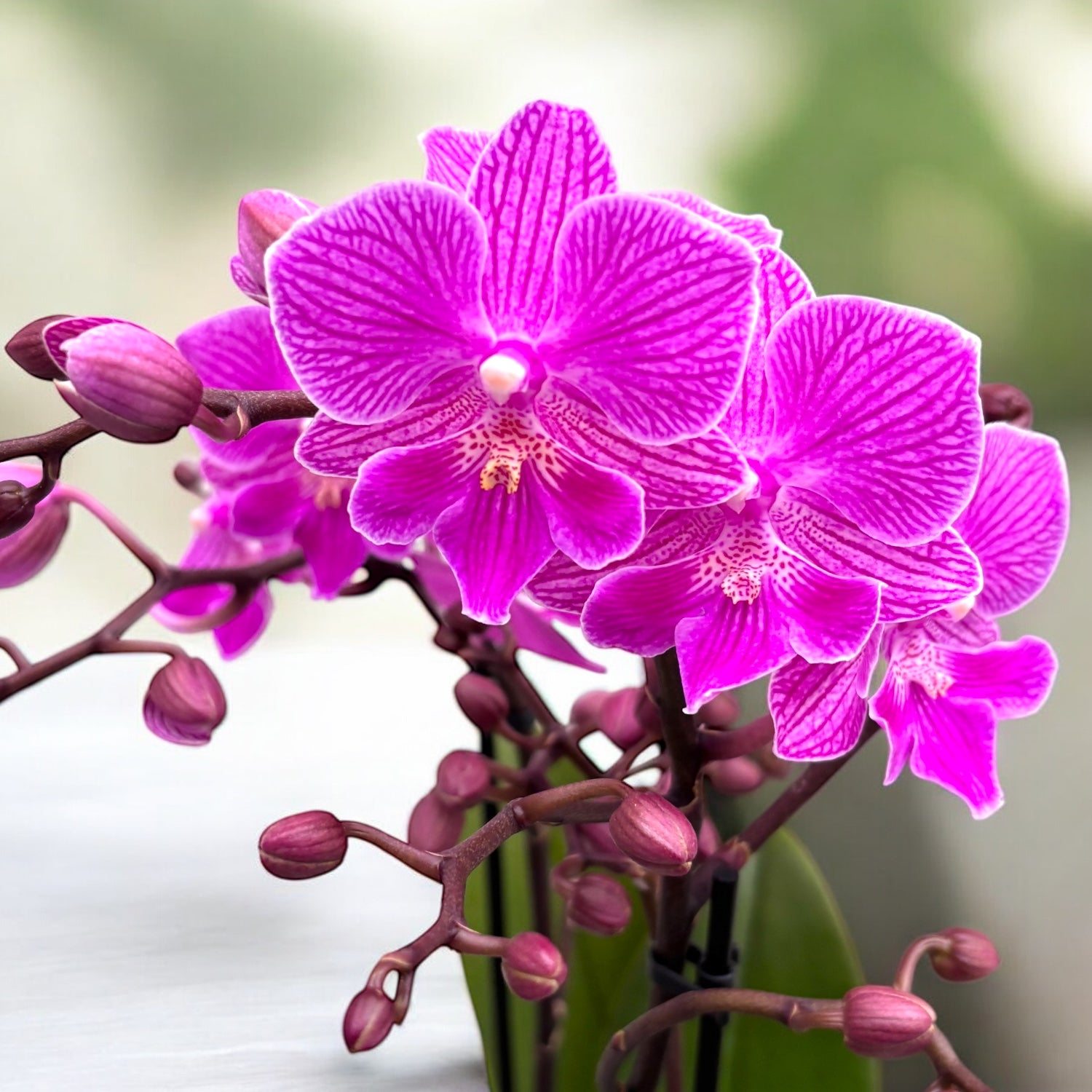 Phalaenopsis Cassion big lip