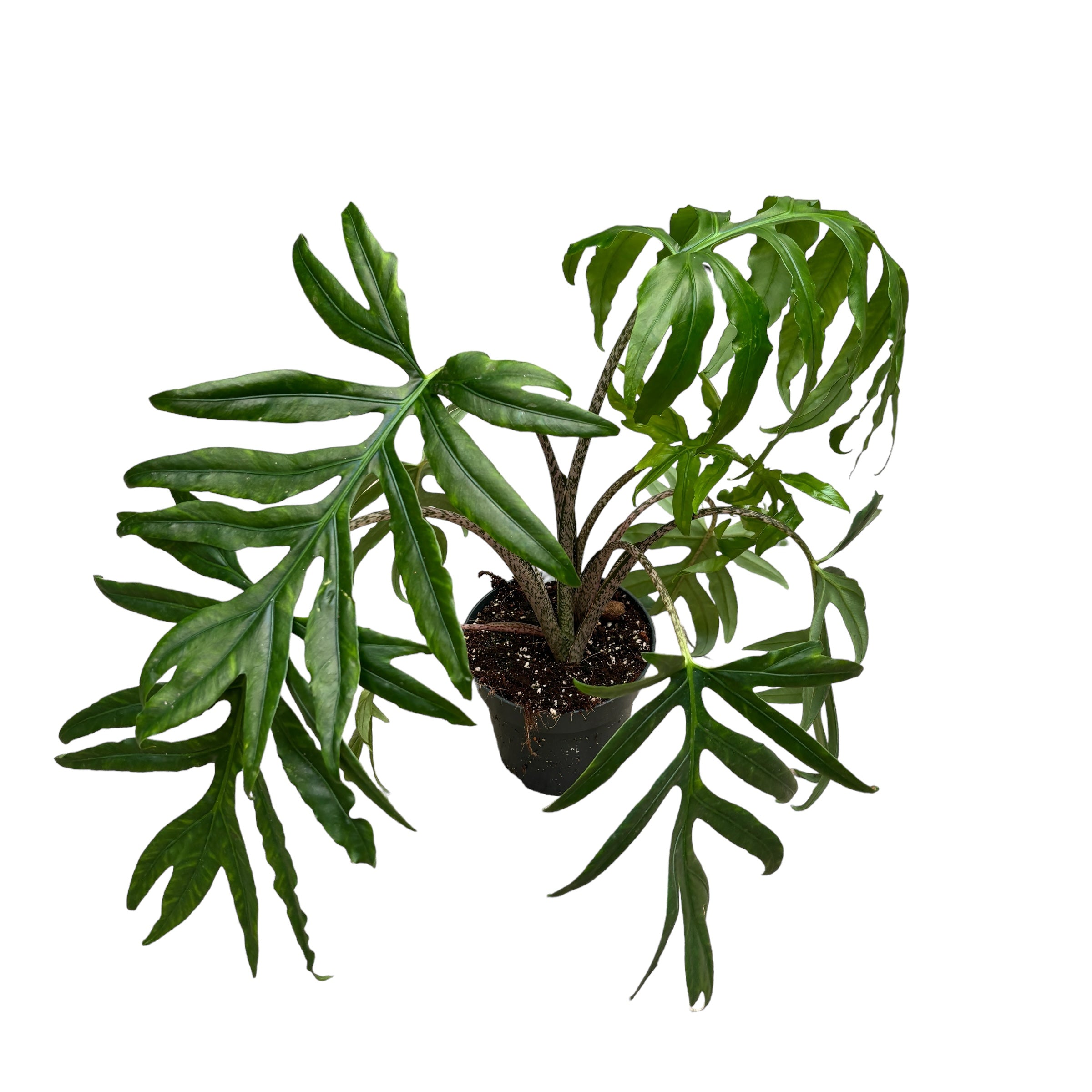 Alocasia brancifolia 'Pink Passion' 2pp