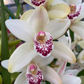 Cymbidium Angel Sue