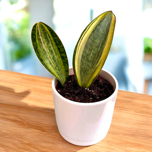 sansevieria masoniana f. variegata Sansevieria Masoniana Variegata (Variegated Whale Fin) – Secret Garden Plant Shop