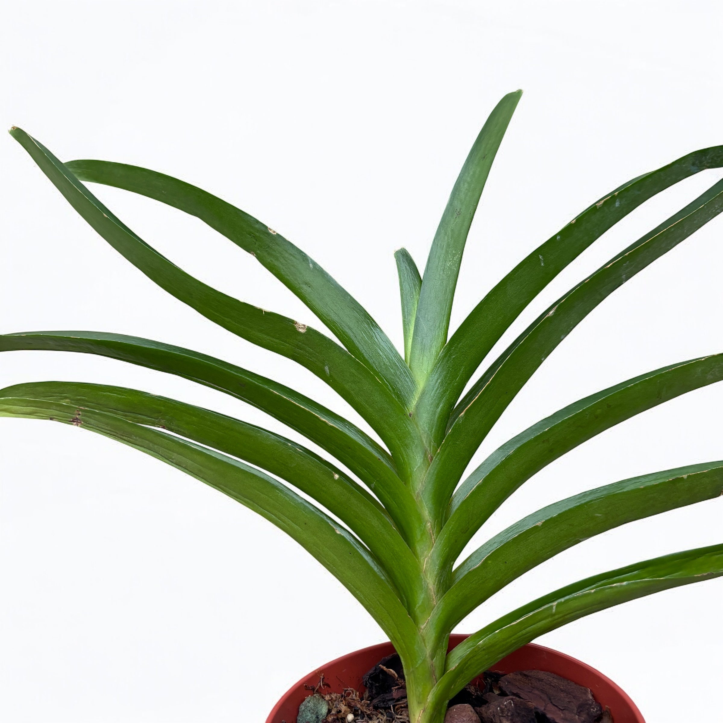 Vanda Jane Edgley (Vanda Haad Song-Khla x Vanda Red Devil)