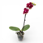 Phalaenopsis Sésame Rouge