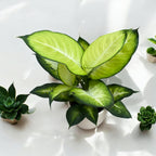 Dieffenbachia „Summer Style” – tropikalna elegancja w odcieniach zieleni i kremu