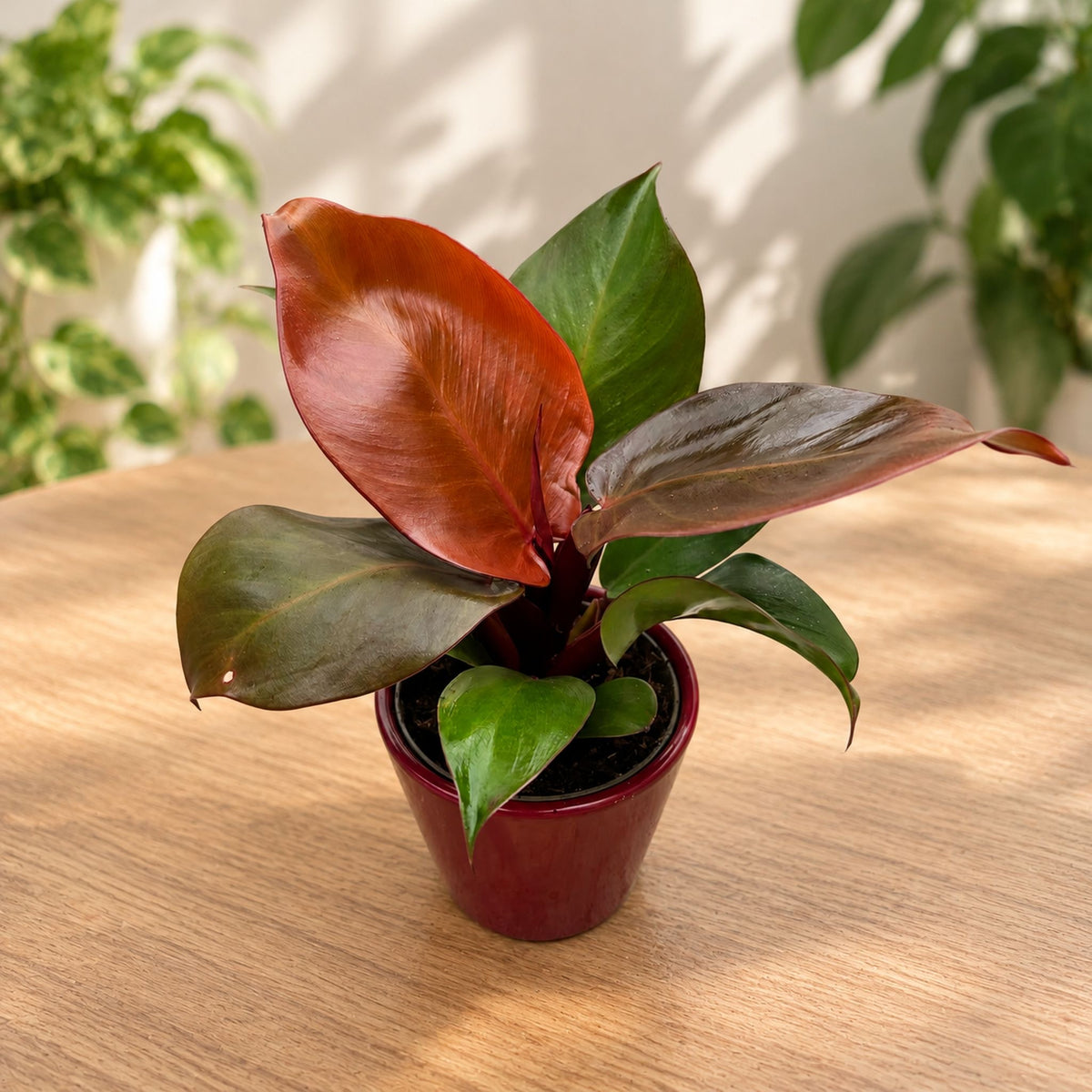 Philodendron 'Cherry Red'