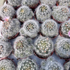 Mammillaria glassii ‘Dulces Nobres’ - cactus de colectie, compact si “pufos”