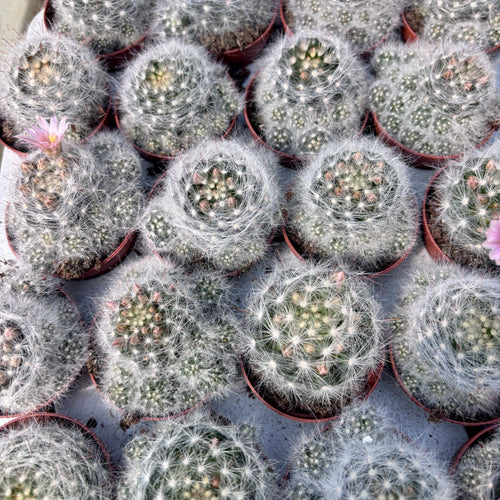 mammillaria glassii Mammillaria glassii 'Dulces Nobres'