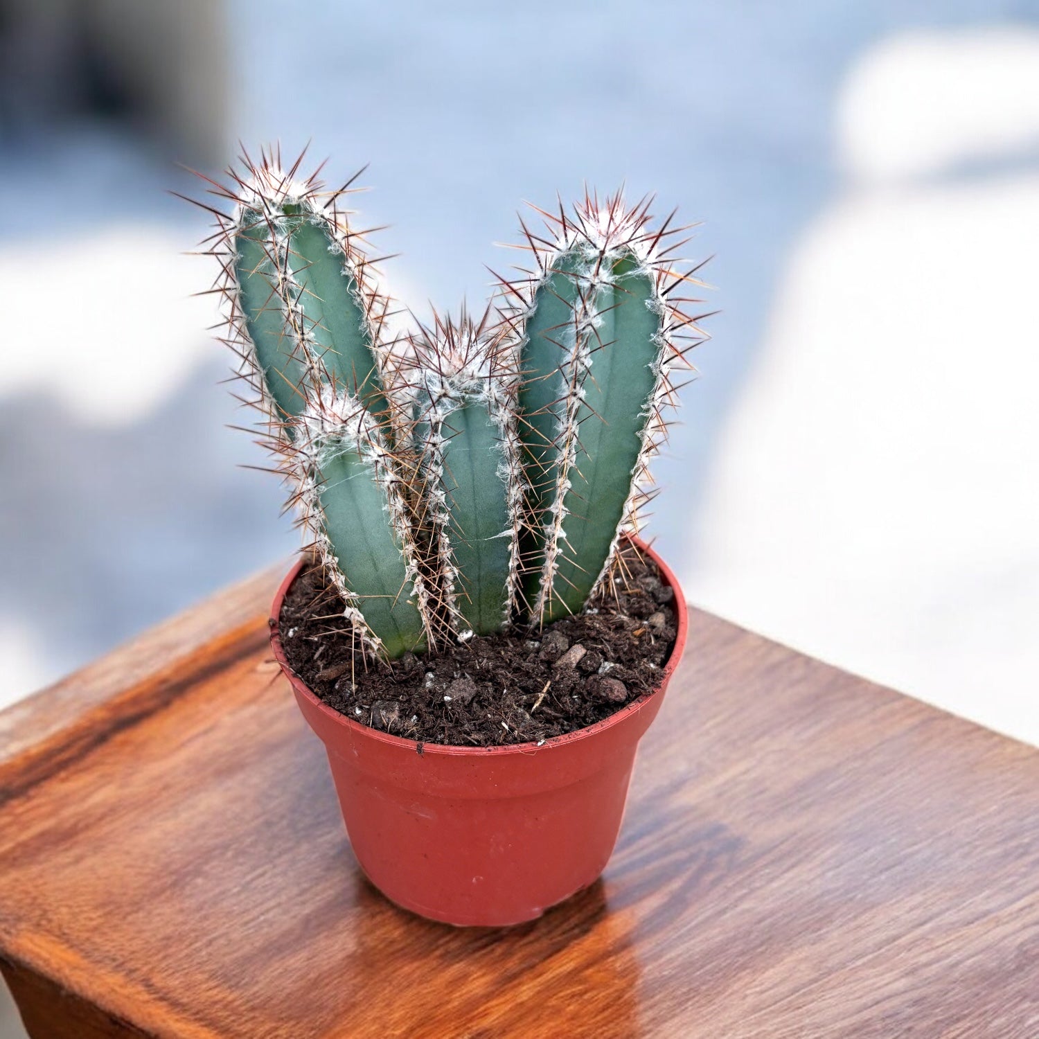 Cereus forbesii – cactus columnar decorativ, cu tulpini verzi-albastrui si flori spectaculoase