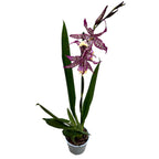 Degamoara Purple Princess - flori XL