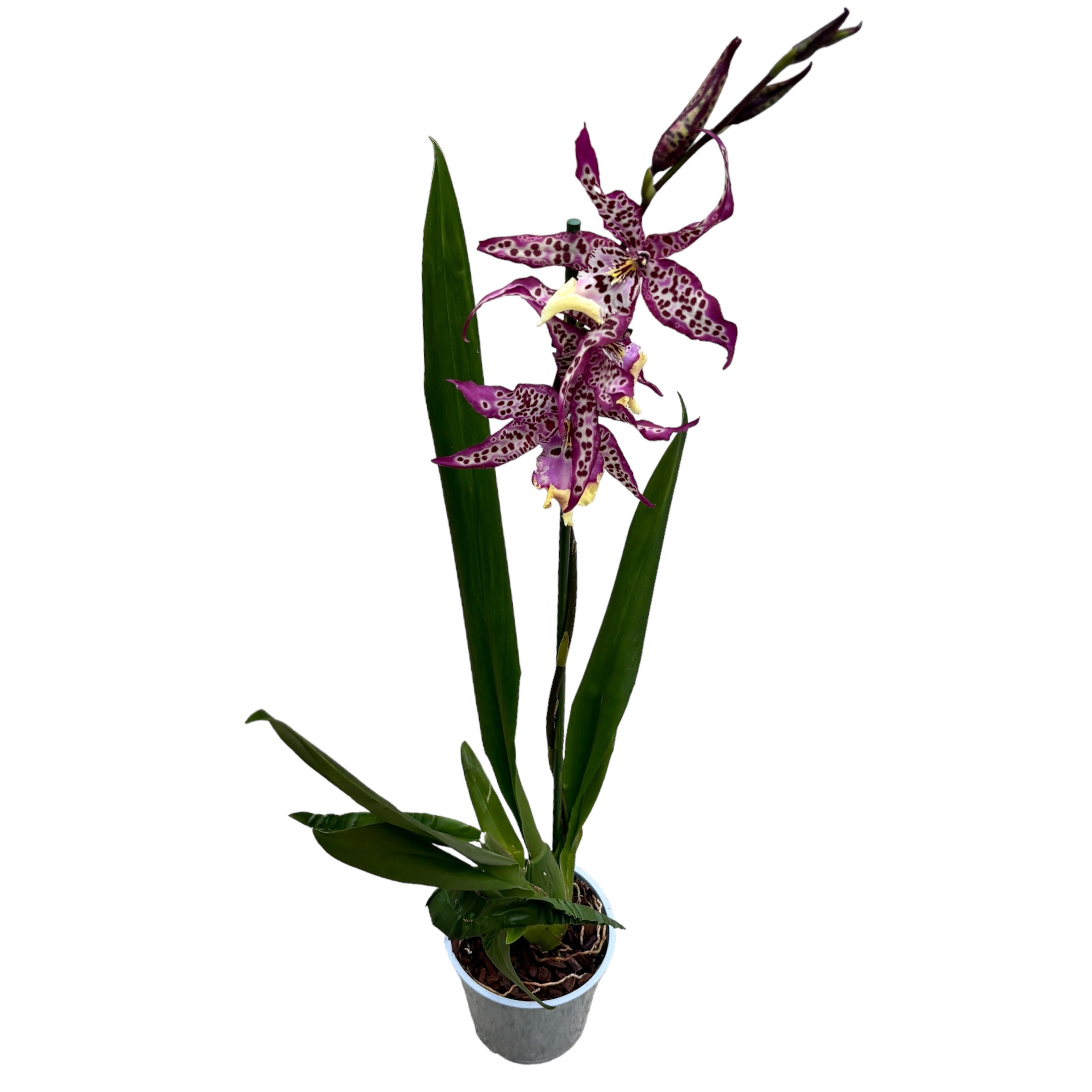 Degamoara Purple Princess - flori XL