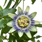 Passiflora caerulea (floarea pasiunii) - arcada