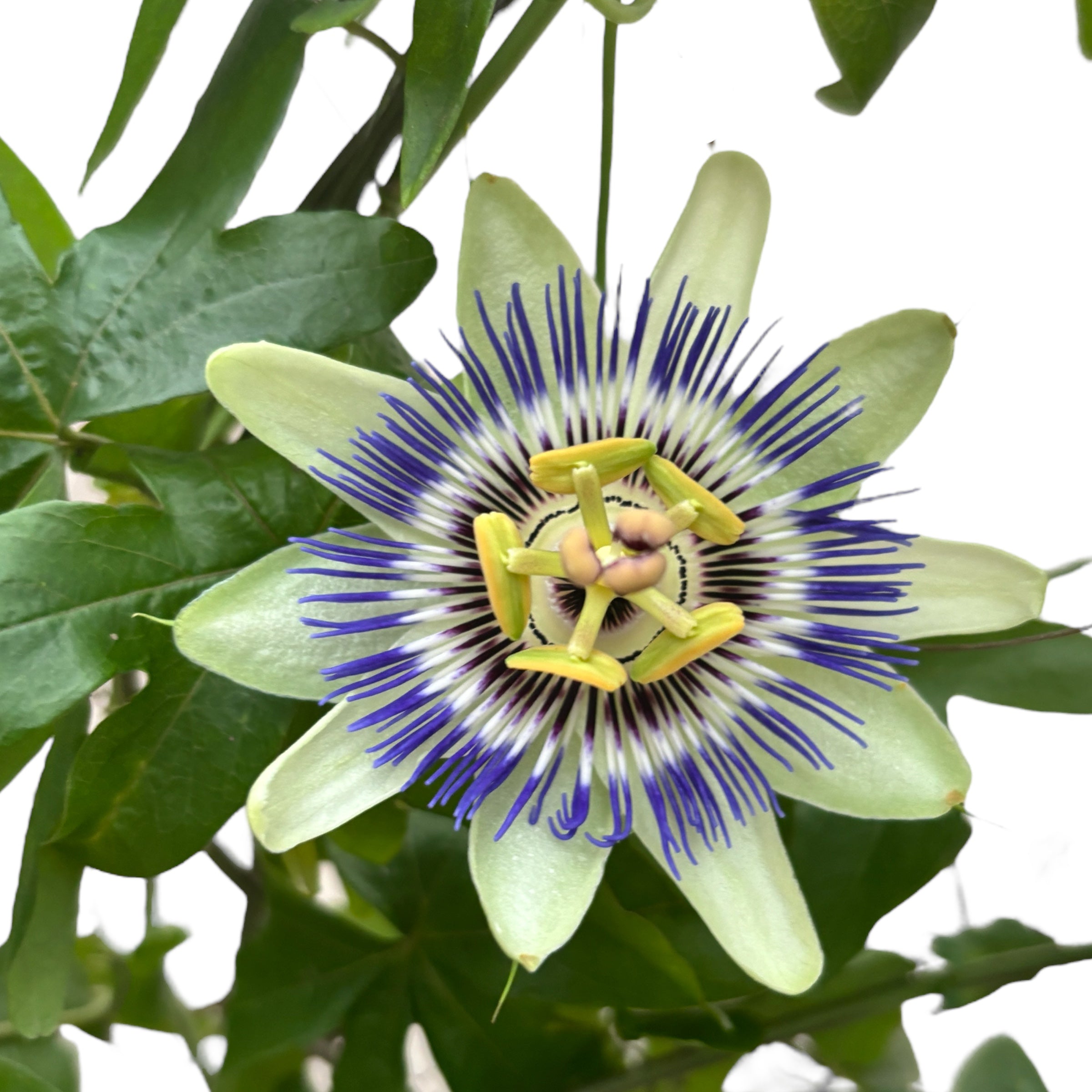 Passiflora caerulea (floarea pasiunii) - arcada