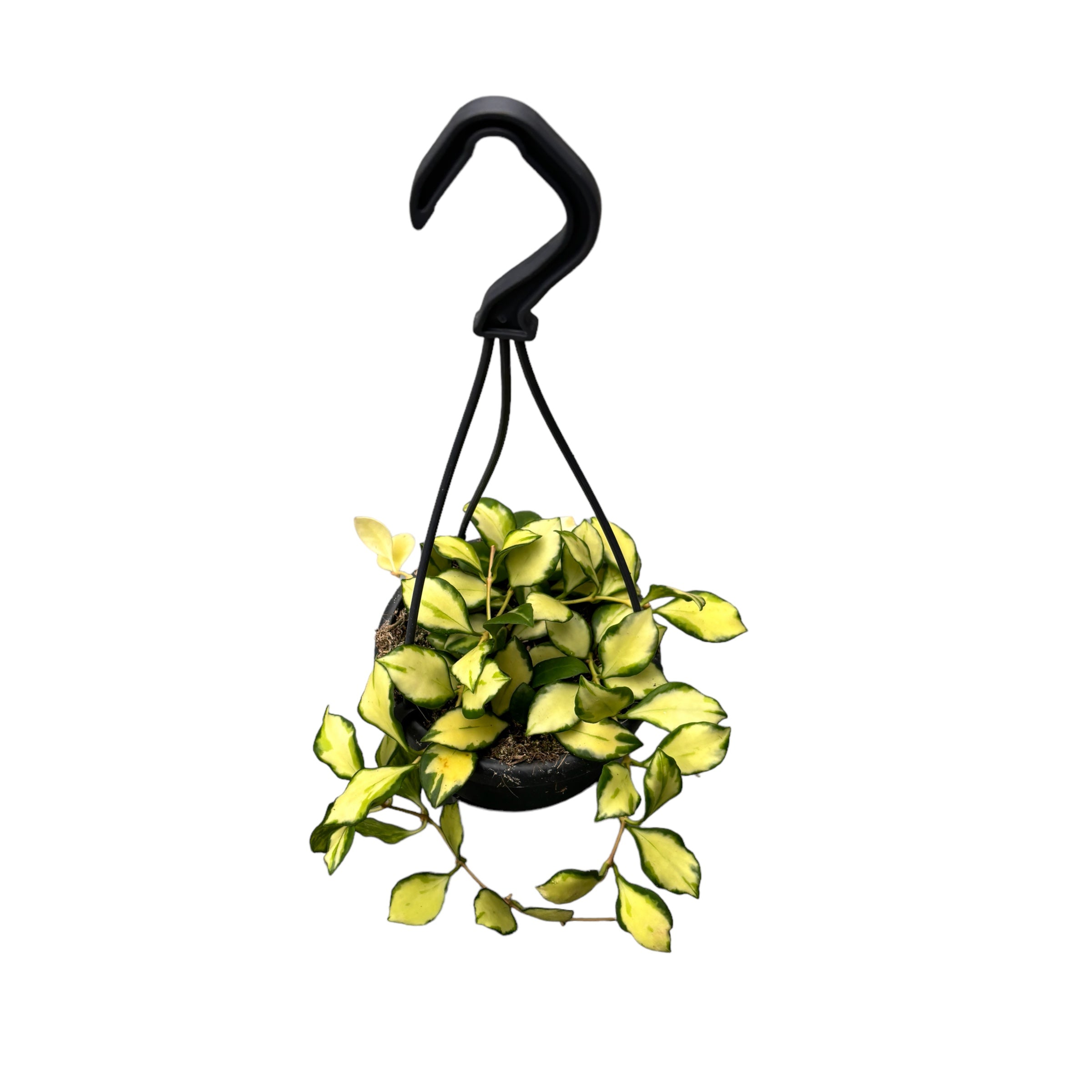 Hoya heuschkeliana 'Variegata'