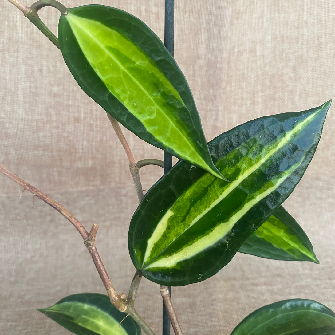 Hoya macrophylla 'Pot of Gold' (Variegata)