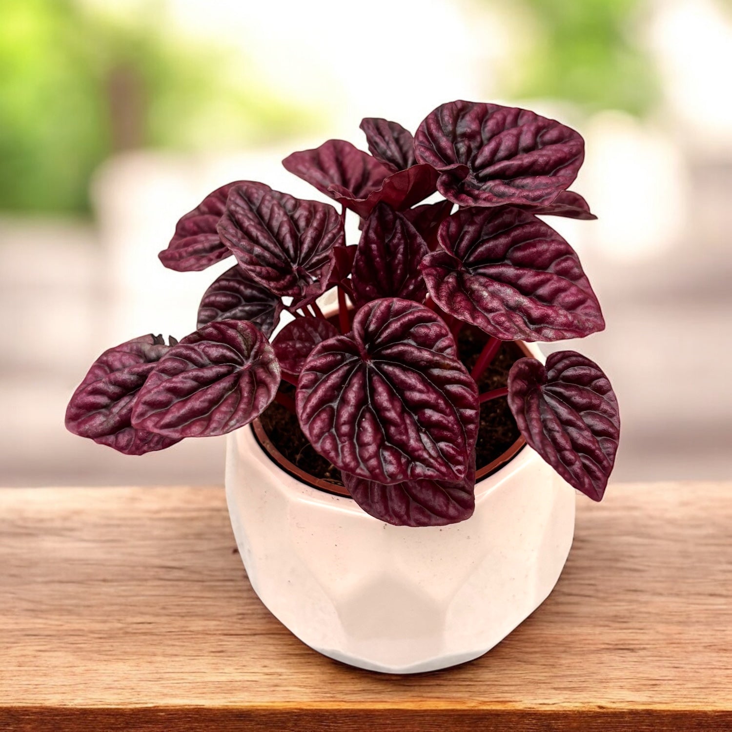 Peperomia 'Luna Red'