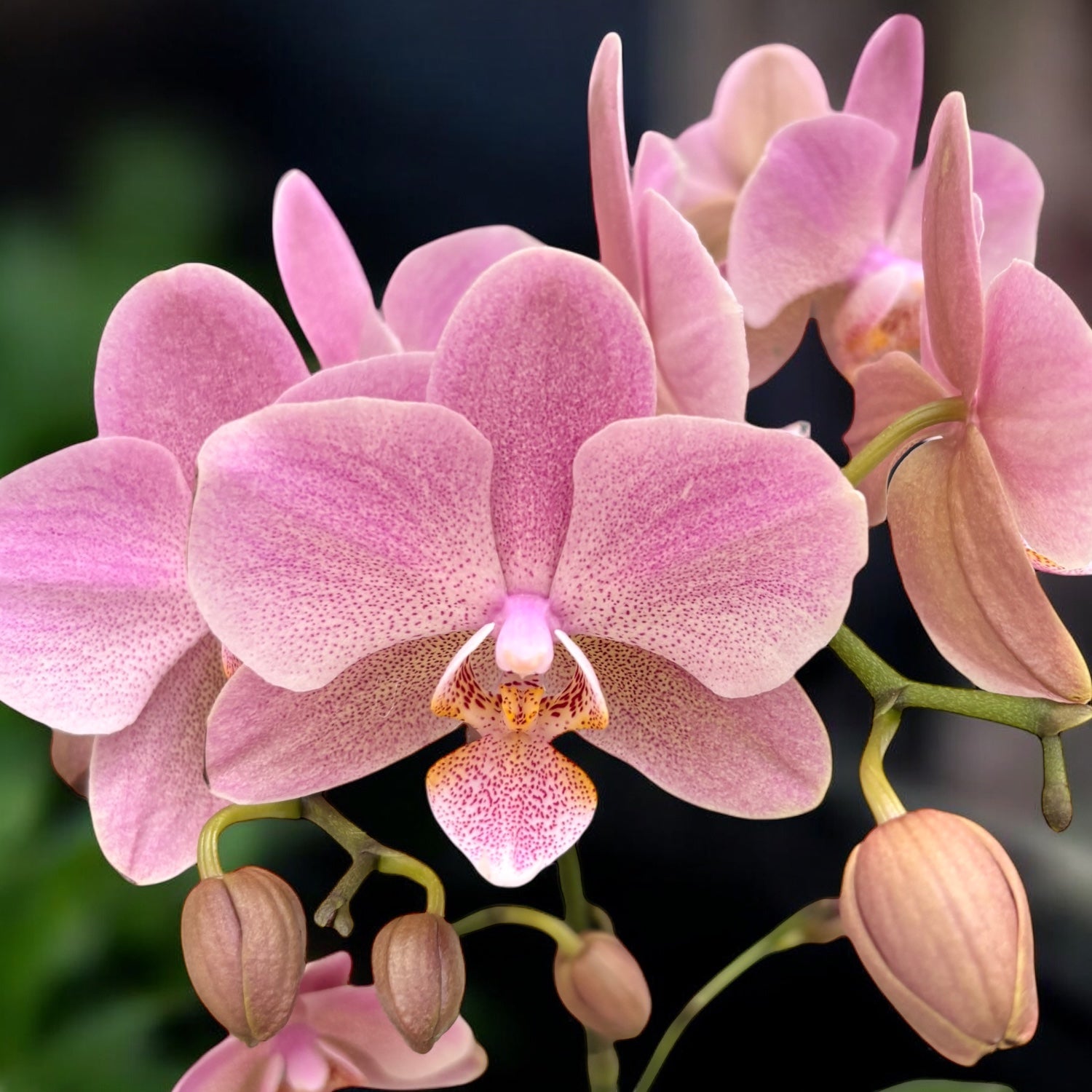 Phalaenopsis Treviso (2 Pflanzen/Topf)