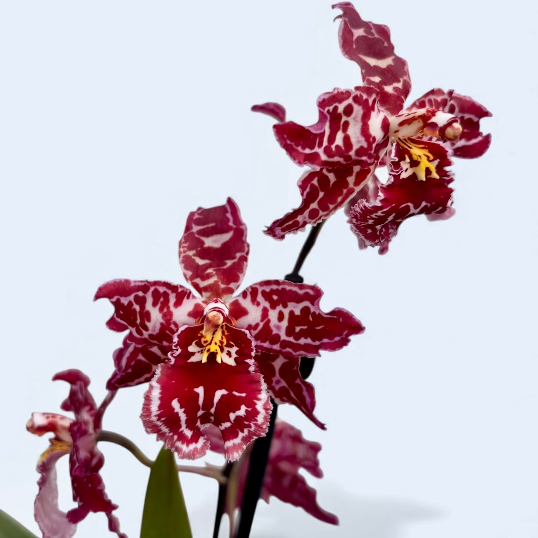 Odontioda 'Stirbic Red'