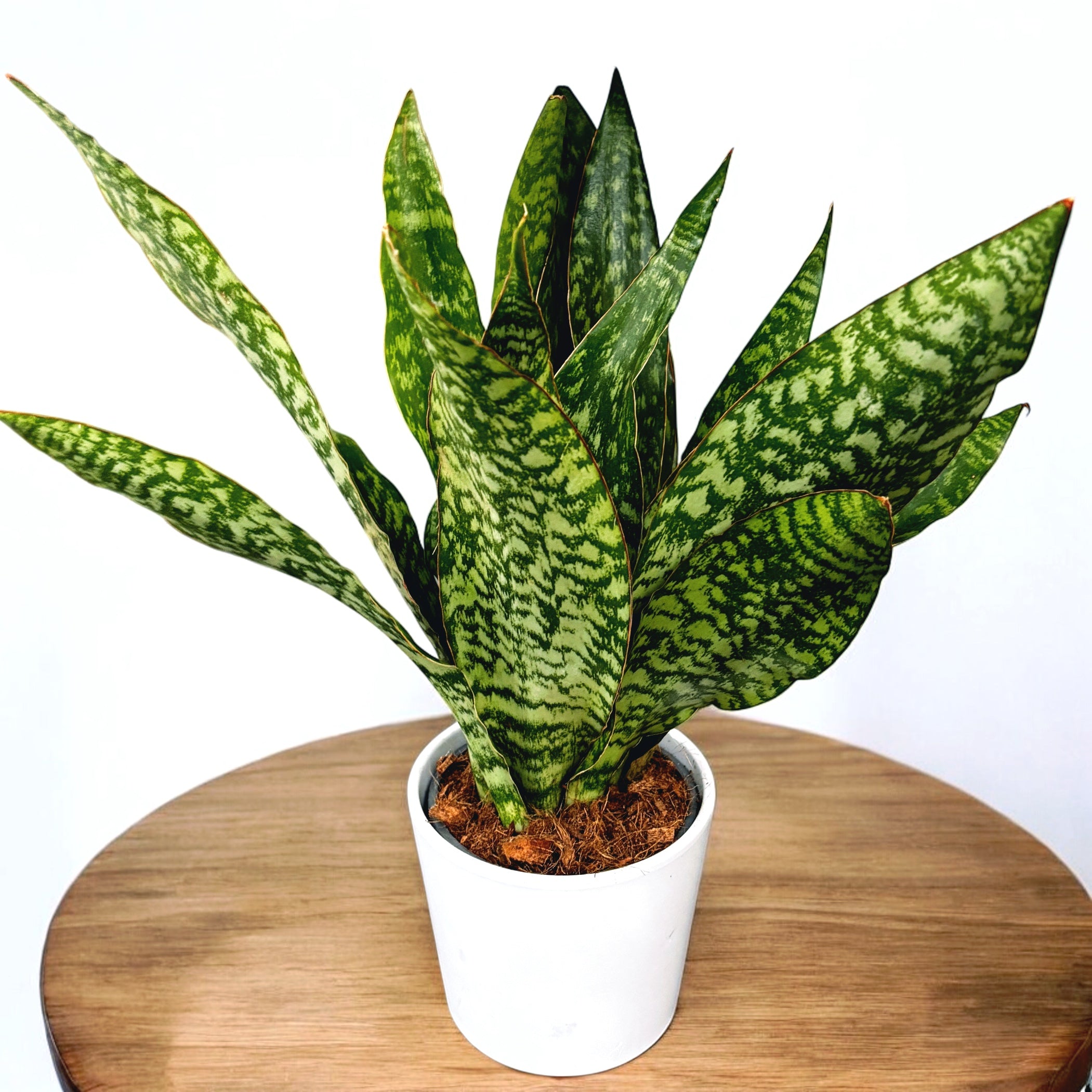 Sansevieria aubrytiana ‘Dragon’ – frunzis grafic cu nuante verzi si eleganta sculpturala