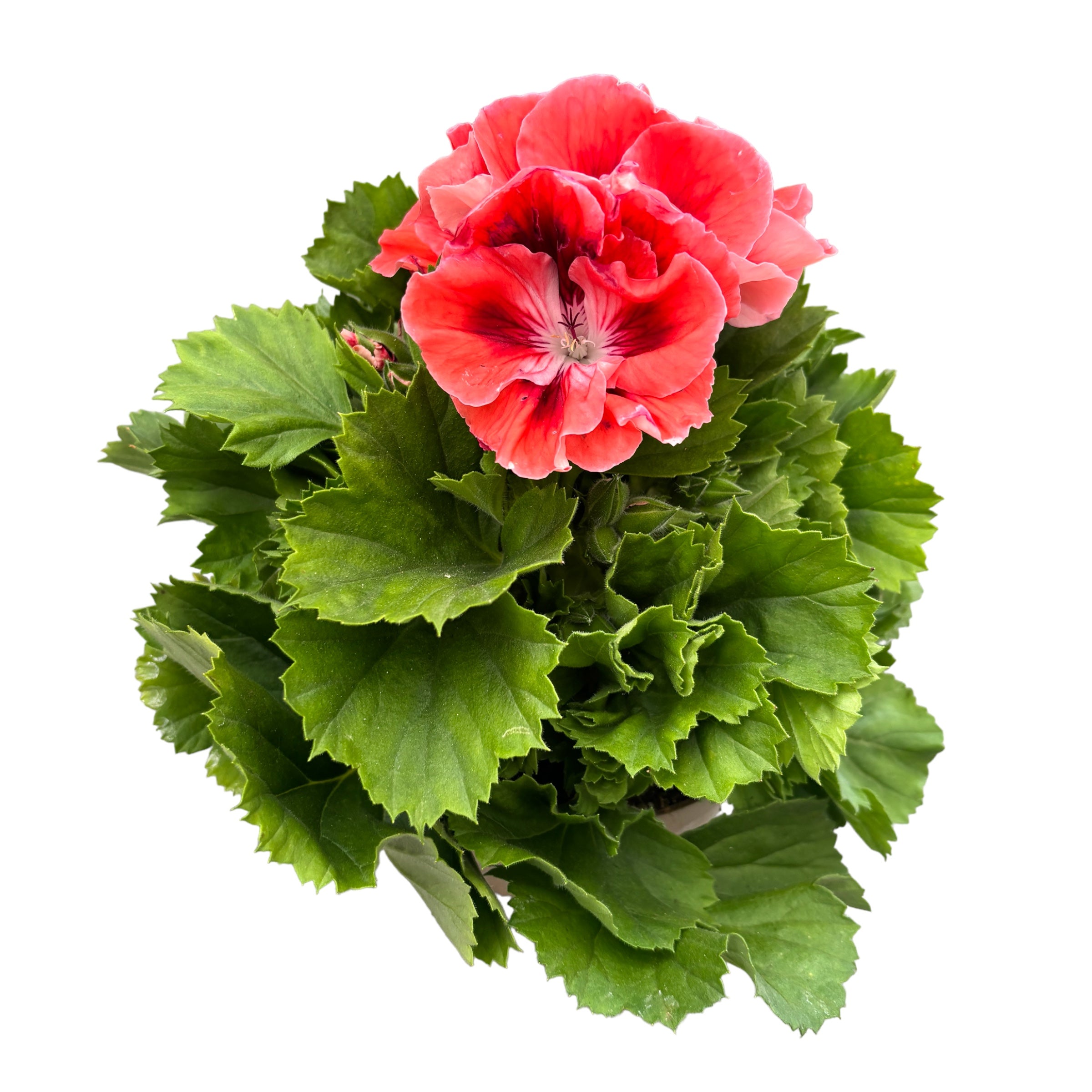 Pelargonium grandiflorum ‘Mandarin’ - Muscate englezesti