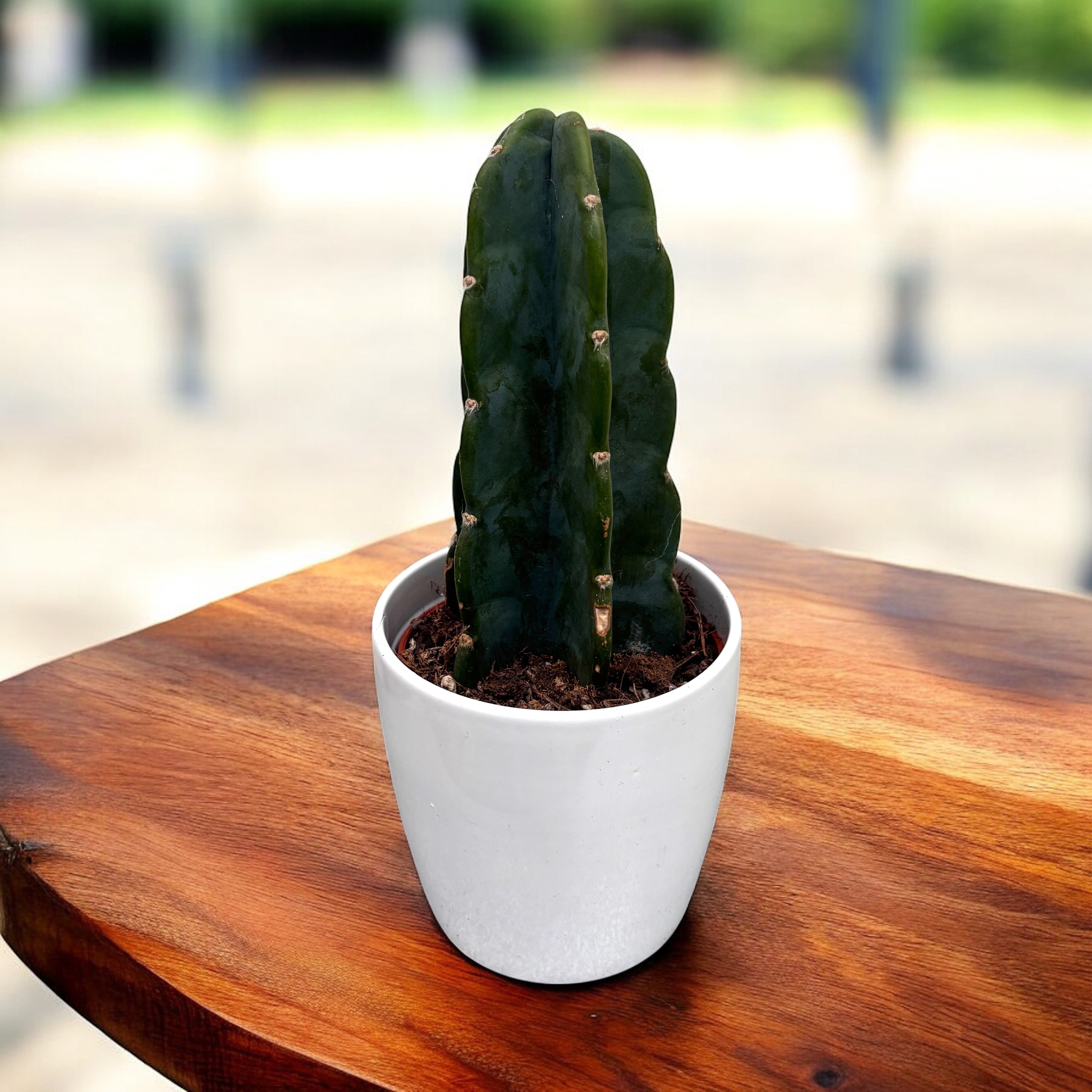 Cuddly Cactus – cactusul fara spini, usor de iubit