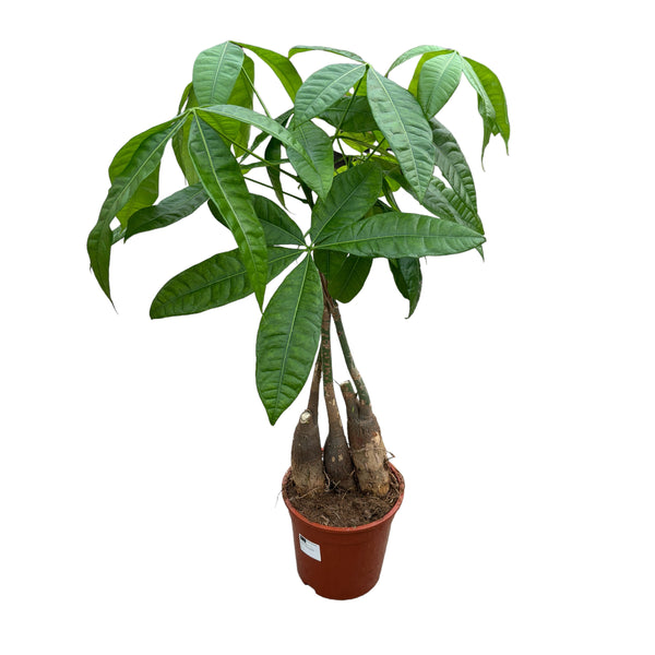 Pachira - Money Tree H80 cm (3 stems)