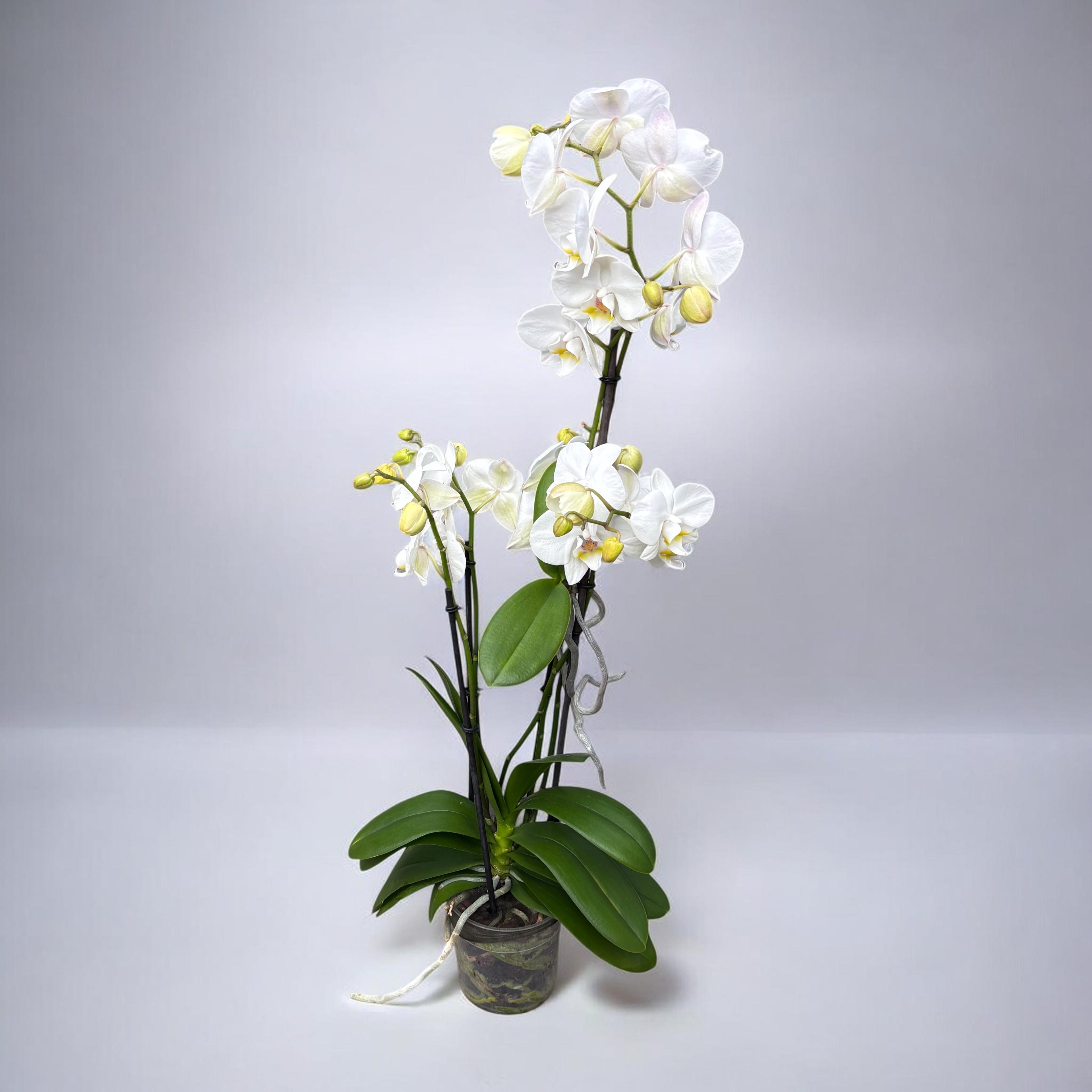 Phalaenopsis – exemplare cu Keiki