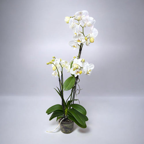 Phalaenopsis – exemplare cu Keiki