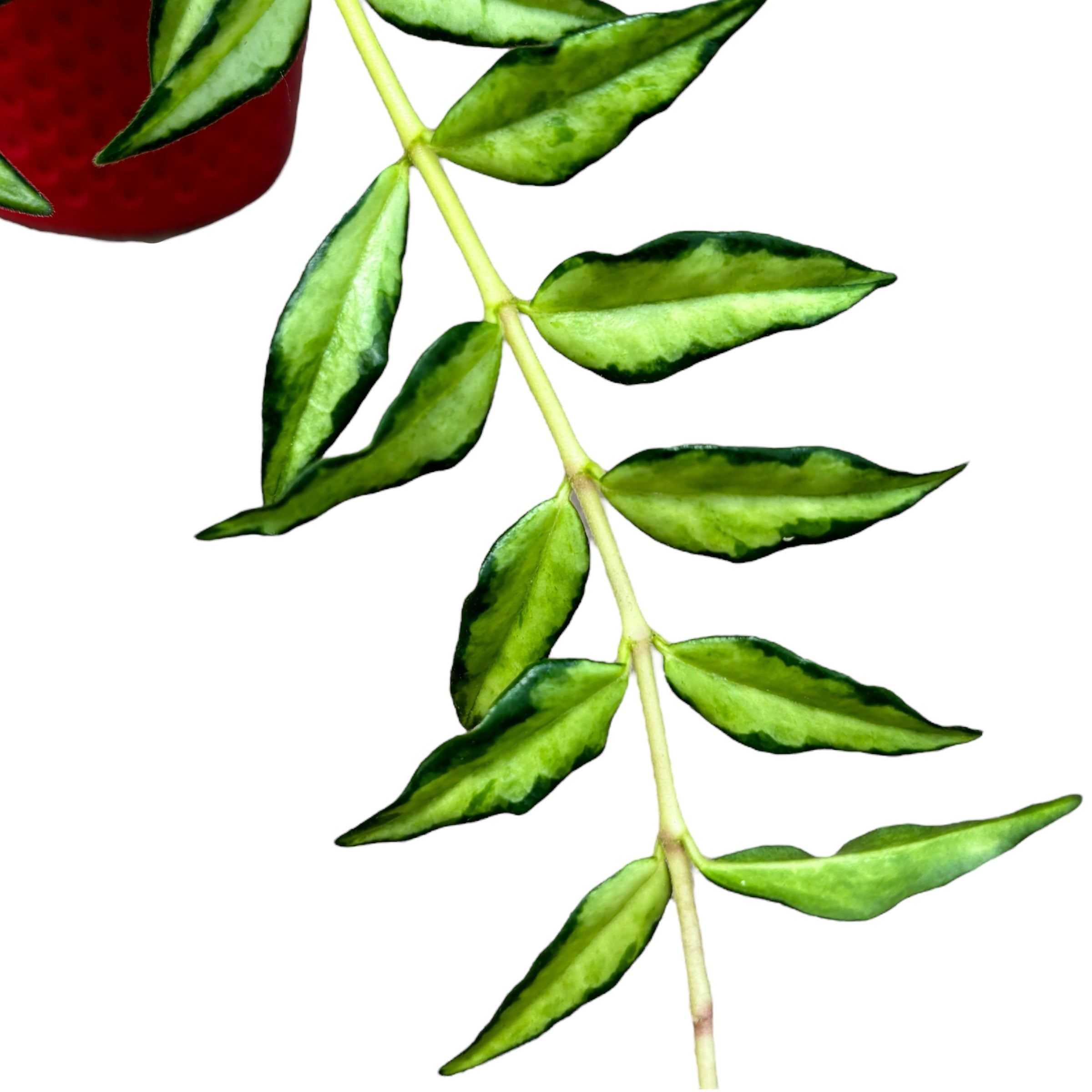 Hoya bella 'Lida Buis' (Variegata)