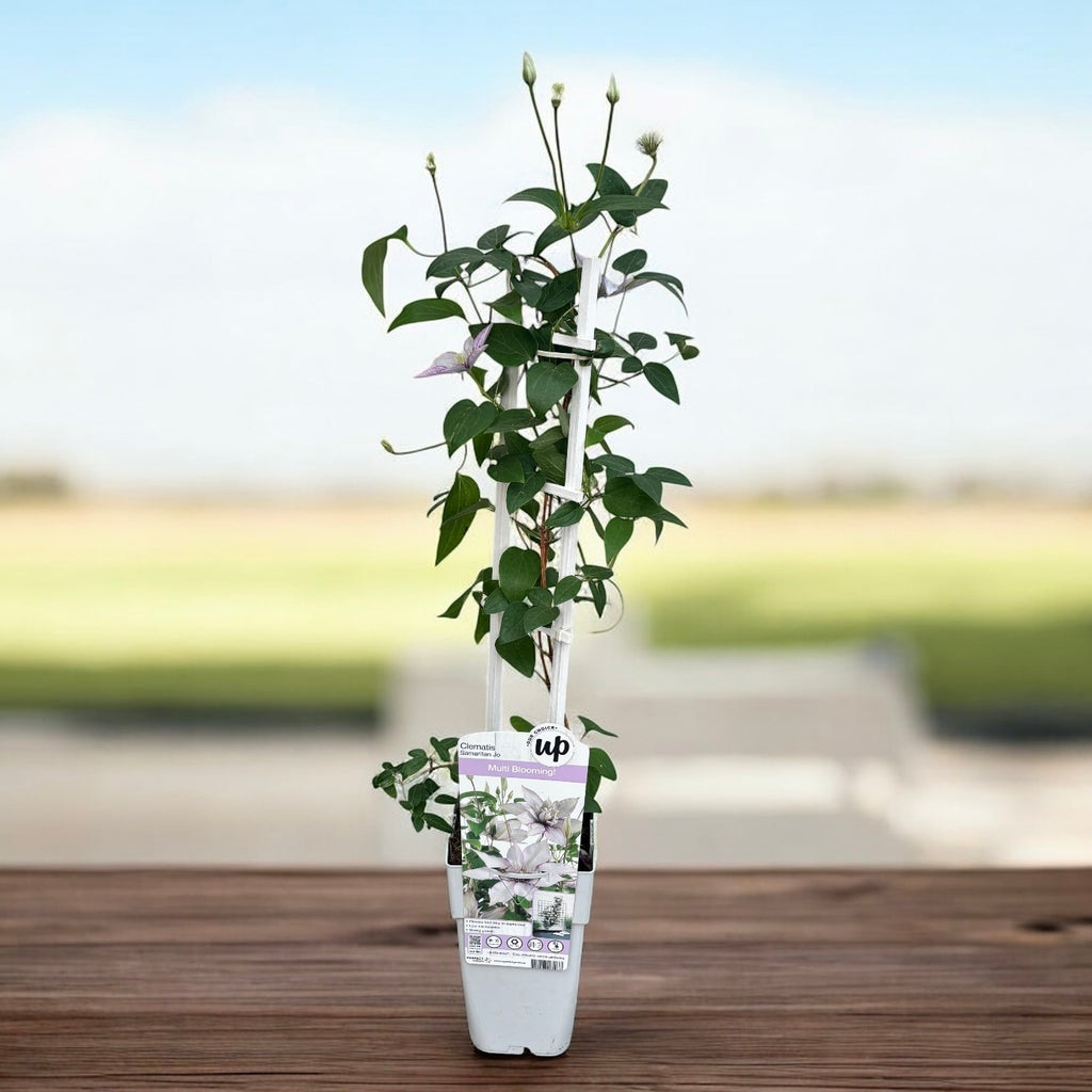 Powojnik o dużych kwiatach - Clematis 'Samaritan Jo' (Evipo018) (Grupa późnych dużokwiatowych)