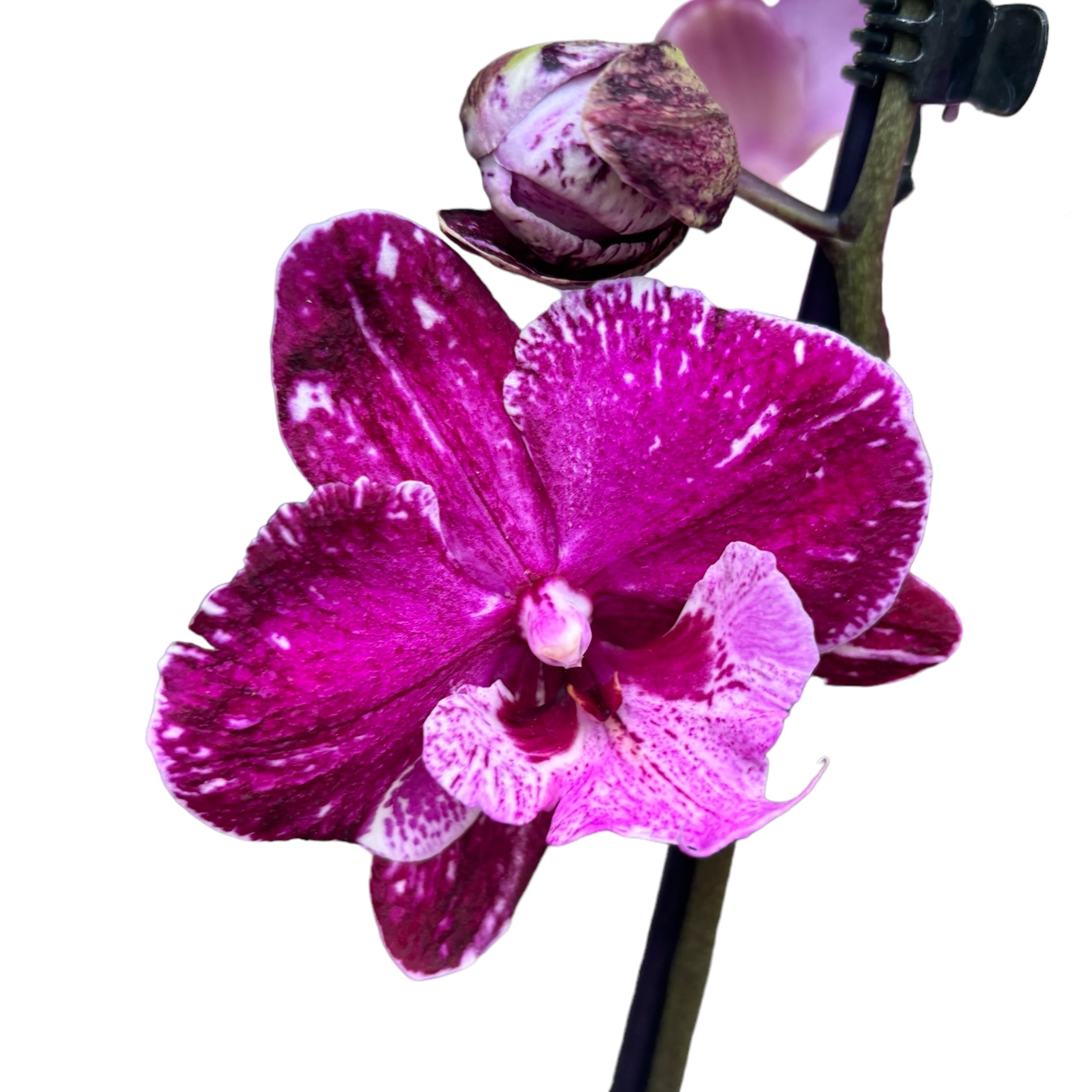 Phalaenopsis 'Limited #46' grande lèvre