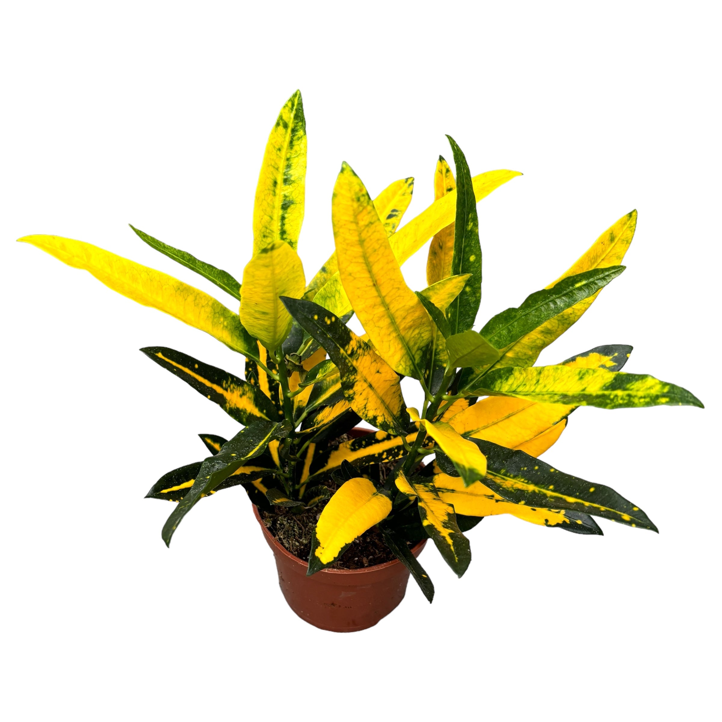 Croton - Codiaeum variegatum 'Sunny Star'