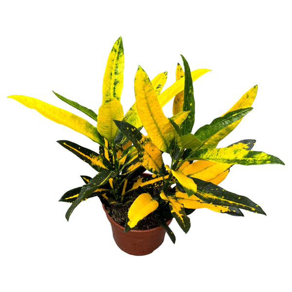 Croton - Codiaeum variegatum 'Sunny Star'