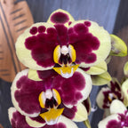 Phalaenopsis Yellow Cow