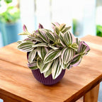 Tradescantia ‘Unicorn’ - planta curgatoare cu frunzis pastelat, in nuante magice