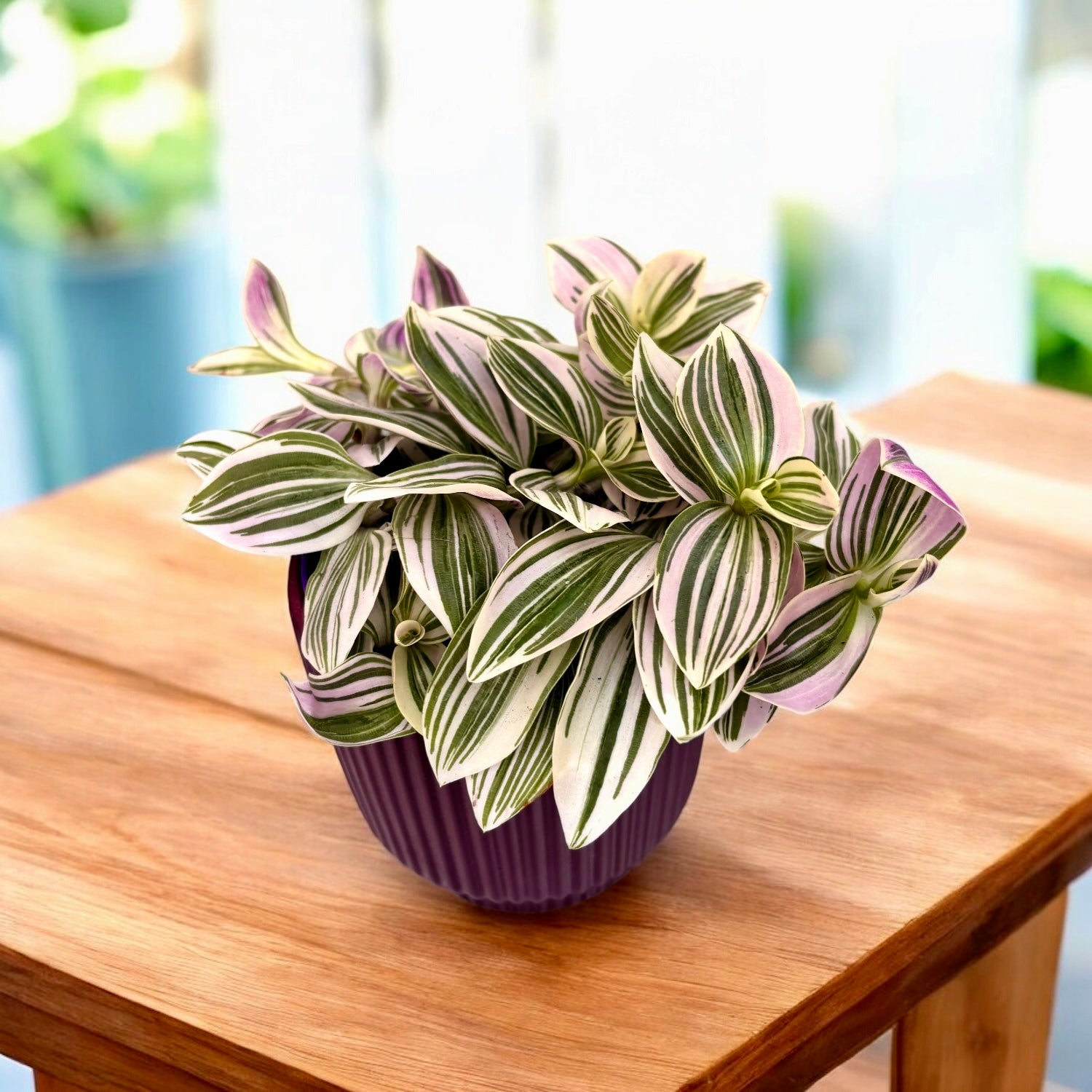Tradescantia ‘Unicorn’ - planta curgatoare cu frunzis pastelat, in nuante magice