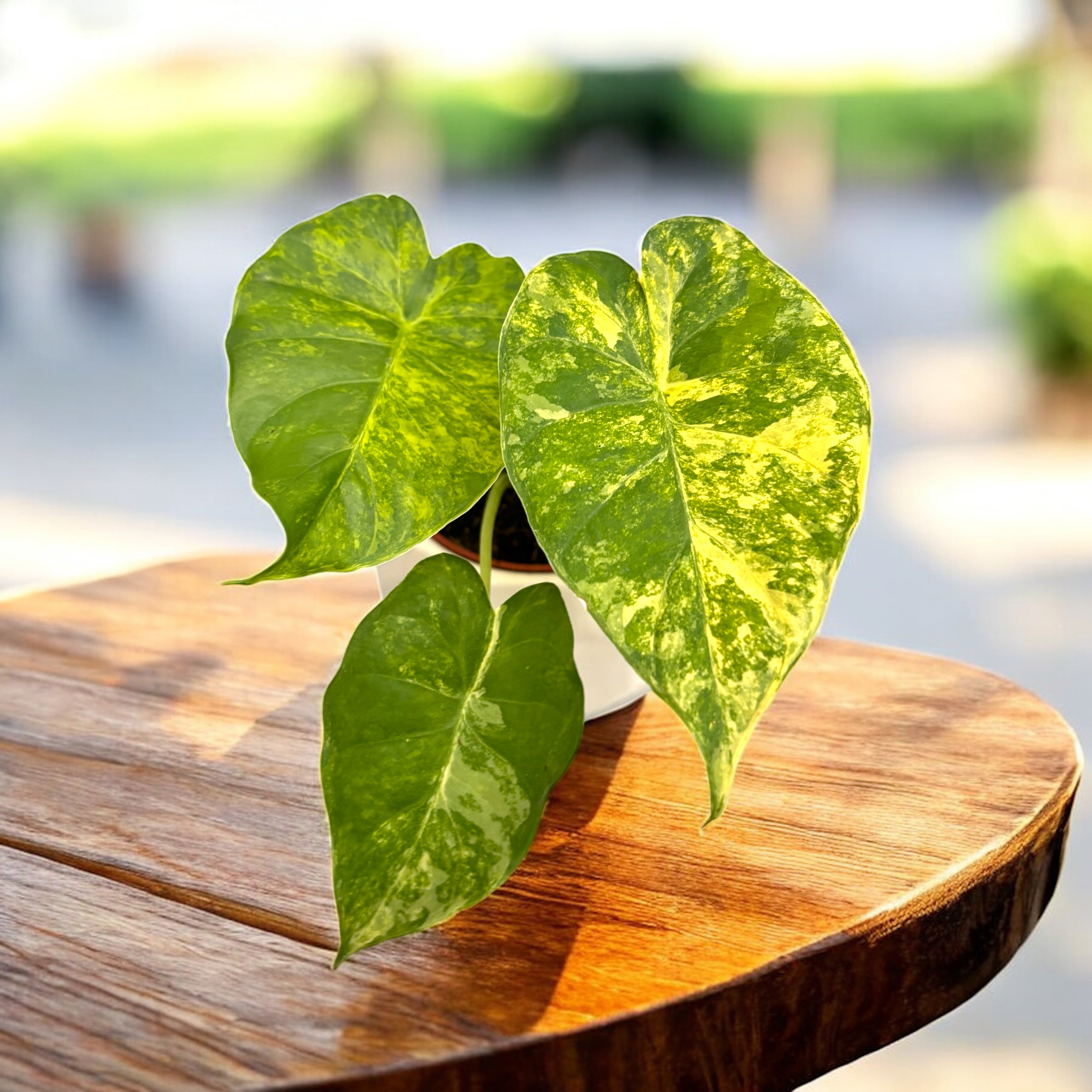 Alocasia odora 'Aurea-Variegata'