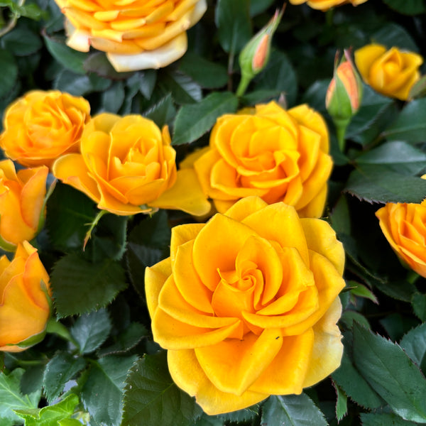 Rosa Violin Saron - large yellow flowers