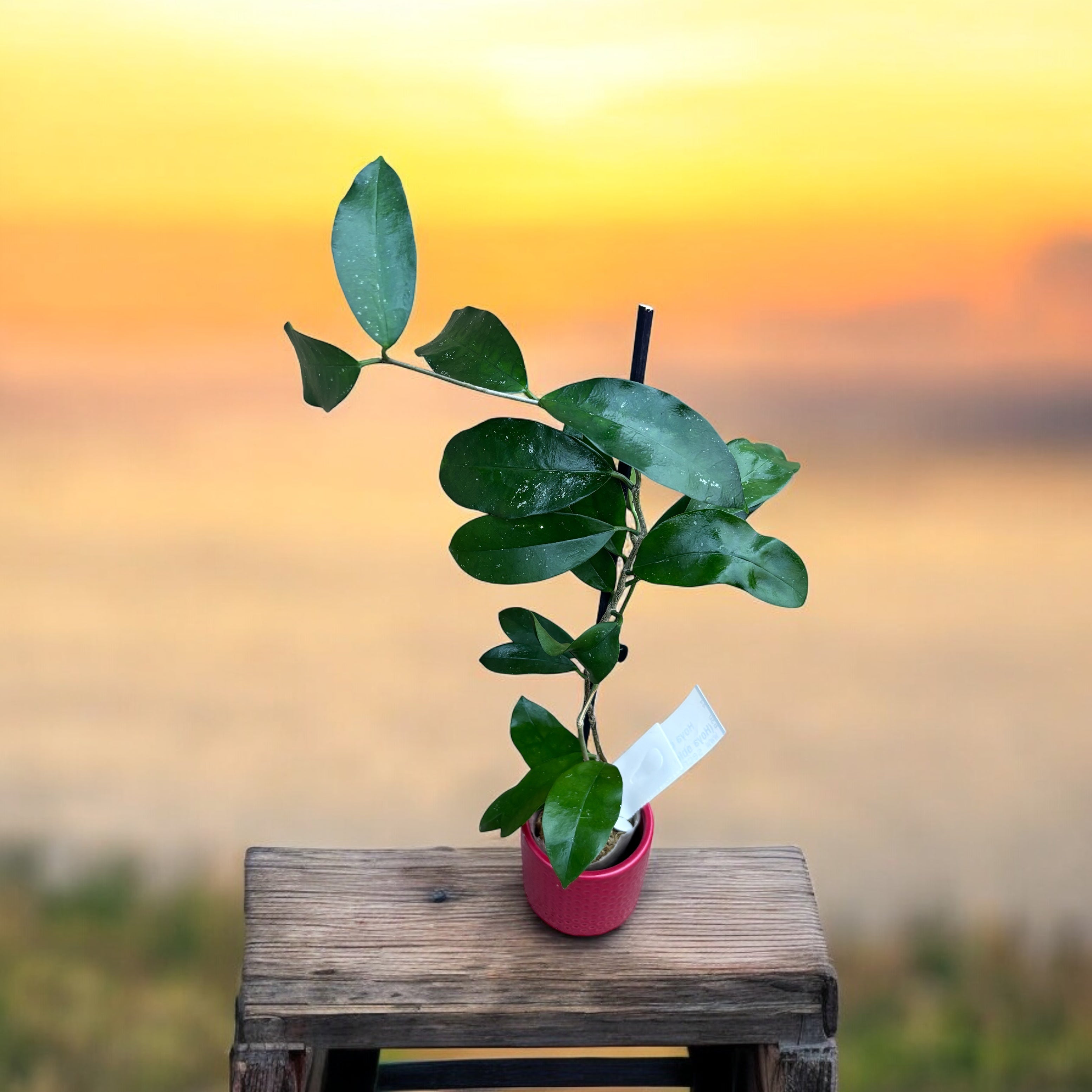 Hoya graveolens (Hoya oblongacutifolia) - exemplare dezvoltate