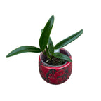 Ctt. Magic Bell 'New Trick' HCC/AOS