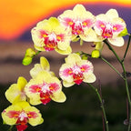 Phalaenopsis Fangmei A Hot (peloric)