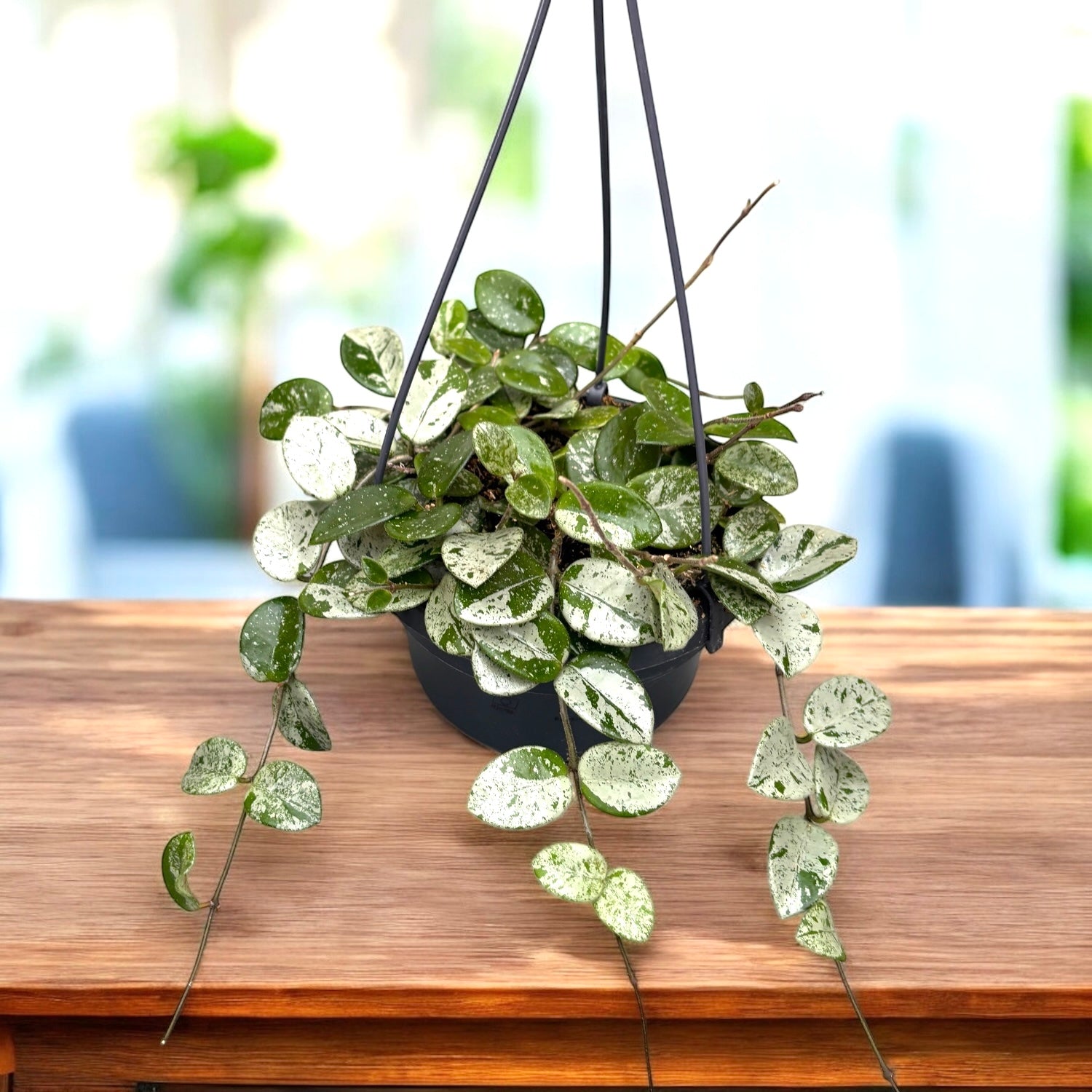 Hoya Mathilde 'Splash' - exemplare dezvoltate