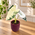 Alocasia micholitziana ‘Frydek Variegata’ – tropska elegancija u smaragdno zelenoj i bijelo-krem boji
