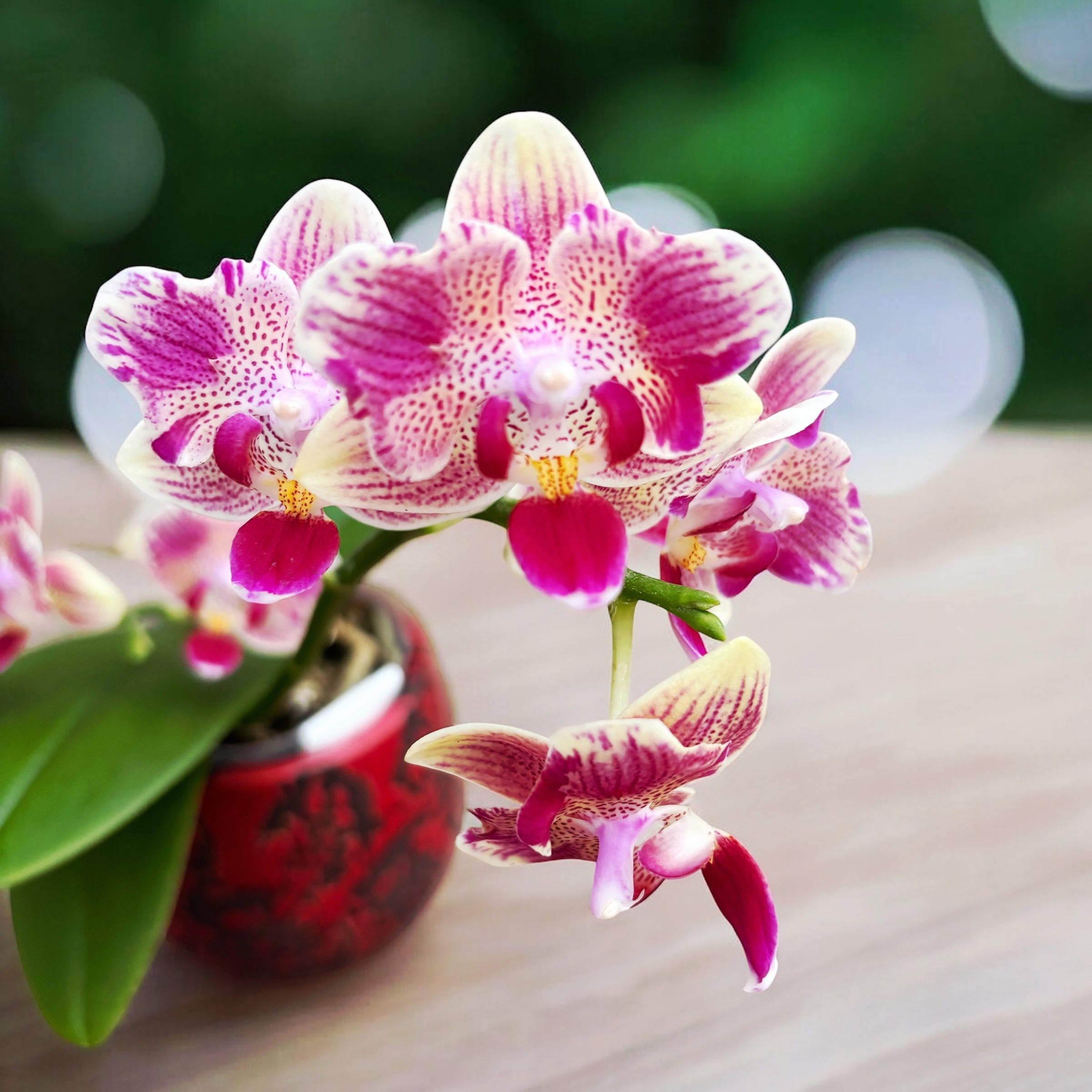 Phalaenopsis Miki Flowery Girl (peloric)